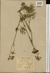 Cenolophium fischeri (Spreng.) W. D. J. Koch, Eastern Europe, North-Western region (E2) (Russia)