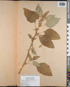 Amaranthus retroflexus L., Eastern Europe, Central region (E4) (Russia)