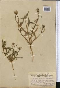 Epilasia hemilasia (Bunge) C. B. Cl., Middle Asia, Syr-Darian deserts & Kyzylkum (M7) (Uzbekistan)