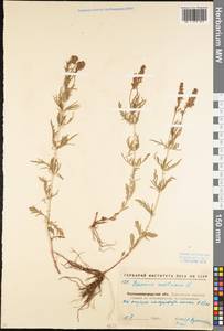 Veronica austriaca L., Eastern Europe, North Ukrainian region (E11) (Ukraine)