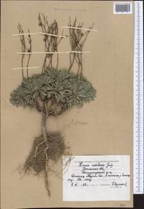 Linum ucranicum Czern. ex Gruner, Middle Asia, Caspian Ustyurt & Northern Aralia (M8) (Kazakhstan)