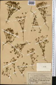 Valerianella cymbicarpa C. A. Mey., Middle Asia, Western Tian Shan & Karatau (M3) (Kazakhstan)