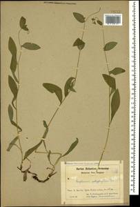 Bupleurum polyphyllum Ledeb., Caucasus, Armenia (K5) (Armenia)