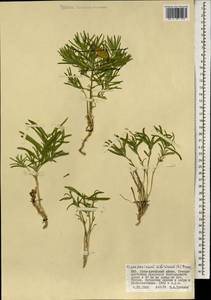 Cynanchum thesioides (Freyn) K. Schum., Mongolia (MONG) (Mongolia)