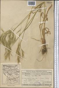 Bromus oxyodon Schrenk, Middle Asia, Muyunkumy, Balkhash & Betpak-Dala (M9) (Kazakhstan)