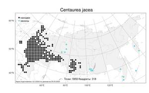 Centaurea jacea L., Atlas of the Russian Flora (FLORUS) (Russia)