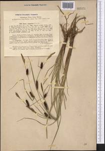 Carex songorica Kar. & Kir., Middle Asia, Western Tian Shan & Karatau (M3) (Tajikistan)