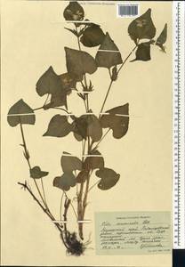 Viola acuminata Ledeb., Siberia, Russian Far East (S6) (Russia)