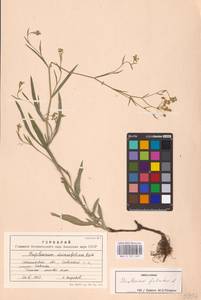 Bupleurum falcatum L., Eastern Europe, South Ukrainian region (E12) (Ukraine)