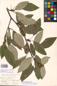 Populus trichocarpa Torr. & A. Gray ex Hook., Eastern Europe, Moscow region (E4a) (Russia)