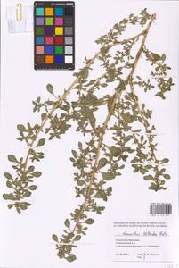 Amaranthus blitoides S. Watson, Eastern Europe, Middle Volga region (E8) (Russia)