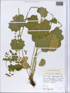 Alchemilla nemoralis Alechin, Eastern Europe, Lower Volga region (E9) (Russia)