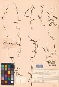 Persicaria minor (Huds.) Opiz, Eastern Europe, Western region (E3) (Russia)
