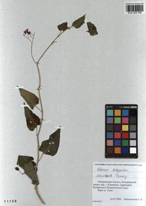 Solanum dulcamara L., Siberia, Altai & Sayany Mountains (S2) (Russia)