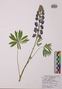 Lupinus polyphyllus Lindl., Eastern Europe, Central region (E4) (Russia)