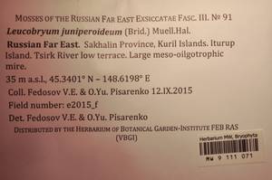 MW 9 111 071, Leucobryum juniperoideum (Brid.) Müll. Hal., Bryophytes, Bryophytes - Russian Far East (excl. Chukotka & Kamchatka) (B20) (Russia)