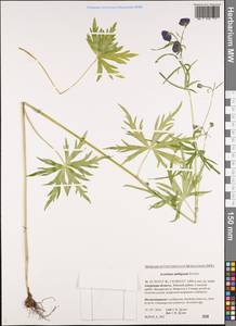 Aconitum ambiguum Rchb., Siberia, Russian Far East (S6) (Russia)