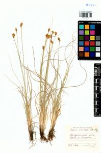 Carex enervis C.A.Mey., Siberia, Baikal & Transbaikal region (S4) (Russia)