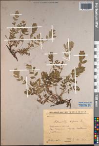 Sibbaldianthe bifurca (L.) Kurtto & T. Erikss., Siberia, Baikal & Transbaikal region (S4) (Russia)