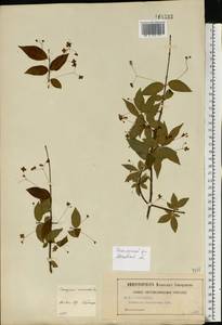 Euonymus verrucosus Scop., Eastern Europe, Moscow region (E4a) (Russia)