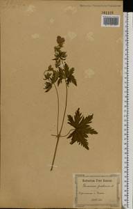 Geranium pratense L., Eastern Europe, South Ukrainian region (E12) (Ukraine)