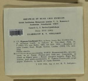 Calliergonella lindbergii (Mitt.) Hedenäs, Bryophytes, Bryophytes - Karelia, Leningrad & Murmansk Oblasts (B4) (Russia)