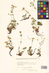 Potentilla aurea L., Eastern Europe, West Ukrainian region (E13) (Ukraine)