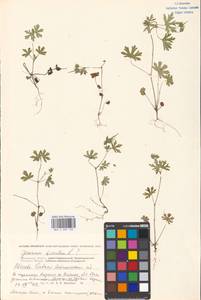 Geranium dissectum L., Eastern Europe, Moscow region (E4a) (Russia)