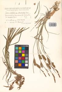 Carex atherodes Spreng., Siberia, Russian Far East (S6) (Russia)