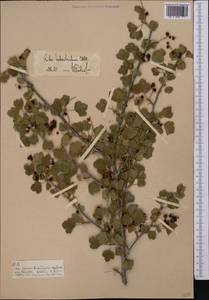 Ribes heterotrichum C.A. Mey., Middle Asia, Pamir & Pamiro-Alai (M2) (Kyrgyzstan)