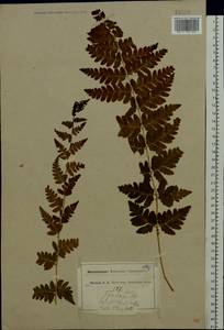 Dryopteris cristata (L.) A. Gray, Eastern Europe, Moscow region (E4a) (Russia)