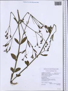 Verbena brasiliensis Vell., Western Europe (EUR) (Spain)
