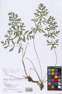 Pimpinella, Eastern Europe, Western region (E3) (Russia)
