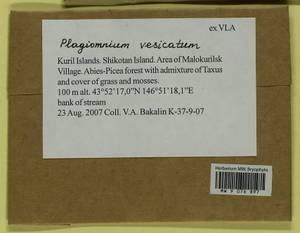 Plagiomnium vesicatum (Besch.) T.J. Kop., Bryophytes, Bryophytes - Russian Far East (excl. Chukotka & Kamchatka) (B20) (Russia)