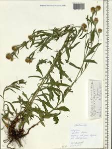 Centaurea ×livonica Weinm., Eastern Europe, Moscow region (E4a) (Russia)