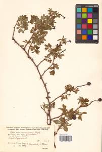 Rosa maximowicziana Regel, Siberia, Russian Far East (S6) (Russia)