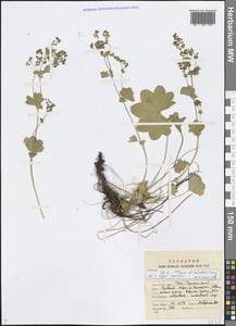 Alchemilla, Eastern Europe, Northern region (E1) (Russia)