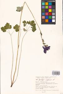 Aquilegia vulgaris L., Eastern Europe, Moscow region (E4a) (Russia)