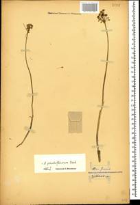 Allium pseudoflavum Vved., Caucasus, Georgia (K4) (Georgia)