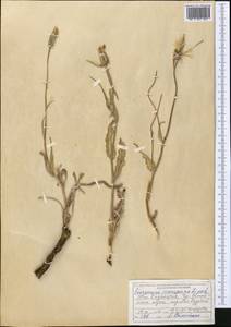 Pseudopodospermum inconspicuum (Lipsch.) Zaika, Sukhor. & N. Kilian, Middle Asia, Northern & Central Tian Shan (M4) (Kazakhstan)