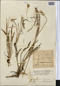 Scorzonera parviflora Jacq., Middle Asia, Muyunkumy, Balkhash & Betpak-Dala (M9) (Kazakhstan)