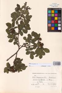 Rosa tomentosa Sm., Eastern Europe, West Ukrainian region (E13) (Ukraine)