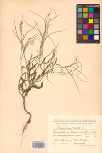 Sisymbrium orientale L., Siberia, Russian Far East (S6) (Russia)