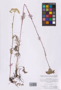 Seseli annuum L., Eastern Europe, Moscow region (E4a) (Russia)