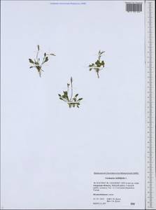 Cardamine bellidifolia L., Siberia, Russian Far East (S6) (Russia)