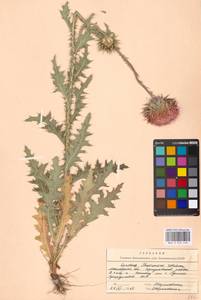 Carduus nutans L., Eastern Europe, Moscow region (E4a) (Russia)