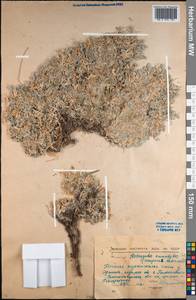 Astragalus ammodytes Pall., Middle Asia, Northern & Central Kazakhstan (M10) (Kazakhstan)