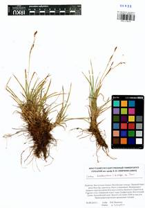 Carex ledebouriana C.A.Mey. ex Trevir., Siberia, Baikal & Transbaikal region (S4) (Russia)