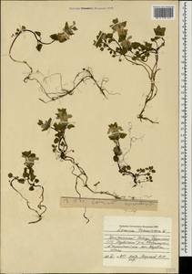 Lamium tomentosum Willd., Caucasus, Georgia (K4) (Georgia)