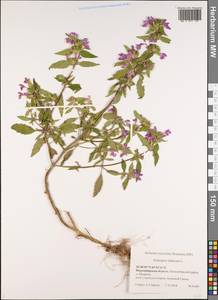 Galeopsis ladanum L., Siberia, Western Siberia (S1) (Russia)
